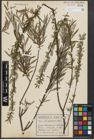 Foto von Salix purpurea L. x Salix repens L.